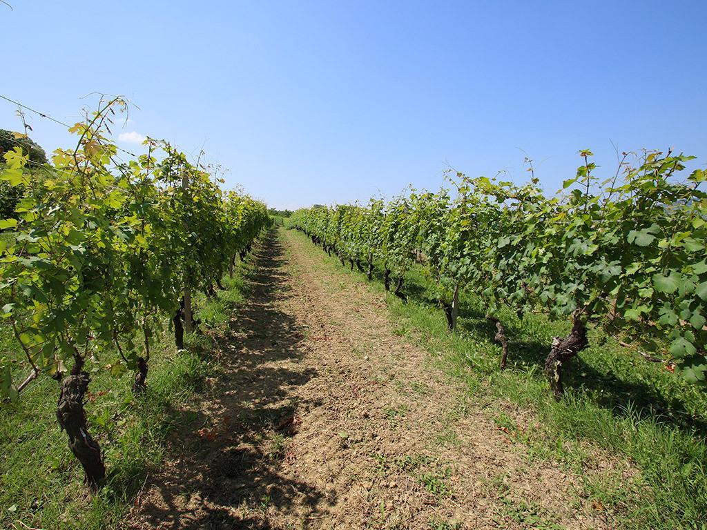 Tenuta Montanello B&B Castiglione Falletto Extérieur photo