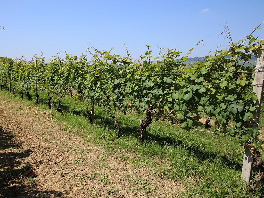 Tenuta Montanello B&B Castiglione Falletto Extérieur photo