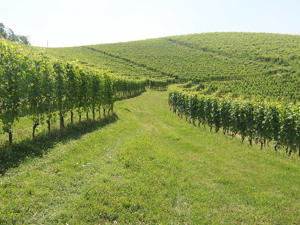 Tenuta Montanello B&B Castiglione Falletto Extérieur photo