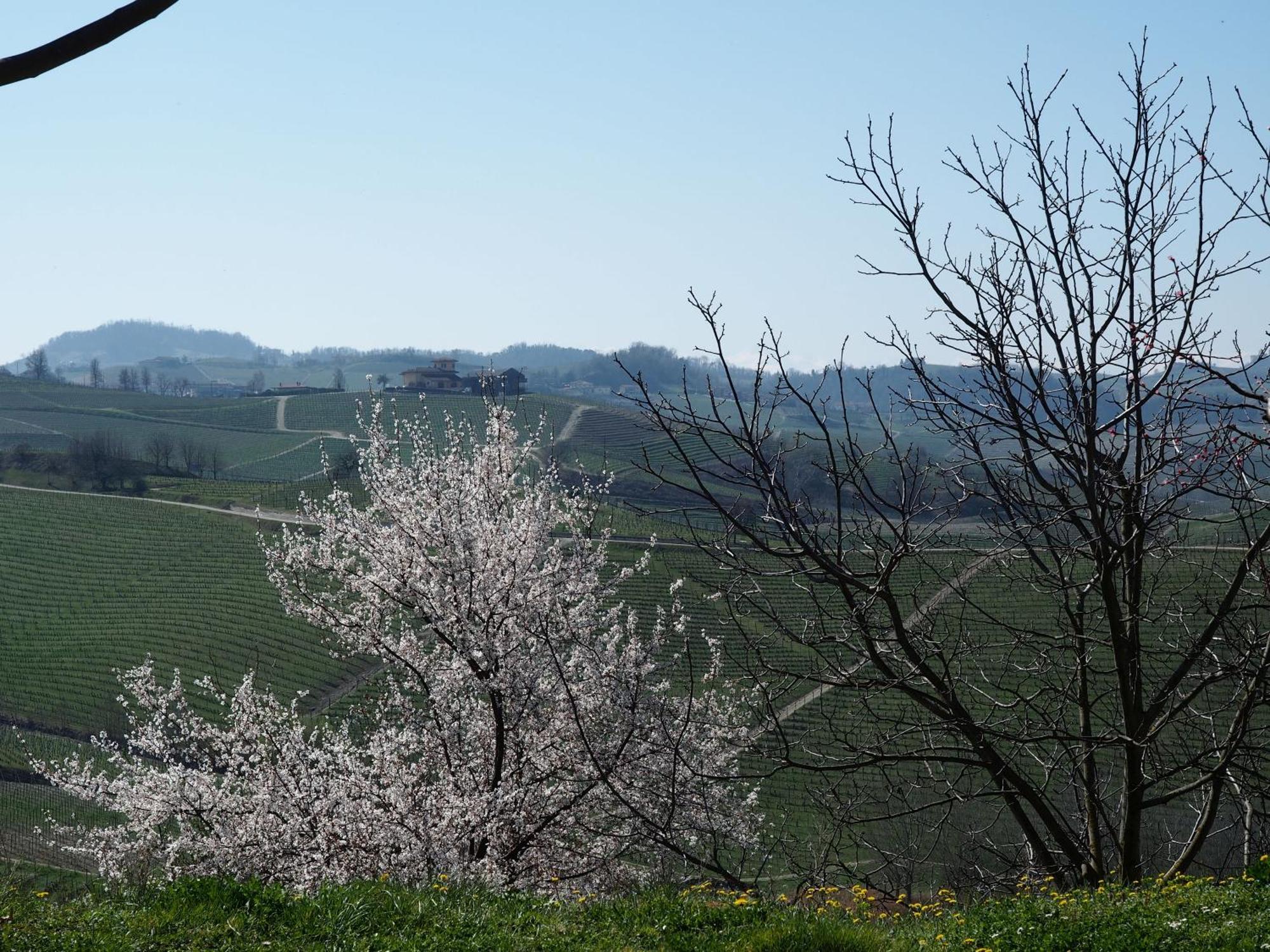 Tenuta Montanello B&B Castiglione Falletto Extérieur photo